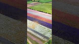 Bumper Crop Of Dazzling Confetti Fields In Worcestershire Swns