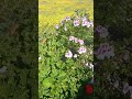 Plantas LIBRES Jardín rústico #rosaritobajacaliforniaméxico