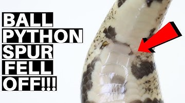 Ball Python Spurs Breaking! Ball Python Spurs Falling Off! - Benjamin