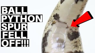 Ball Python Spurs Breaking! Ball Python Spurs Falling Off! - Benjamin's Exotics