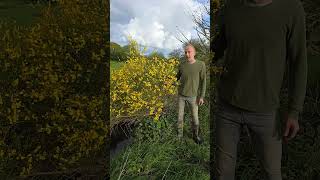 Download Lagu Wild Broom (cystus) #nativeplants #explore #shrubs #permaculture #gardening #adventure #nature MP3