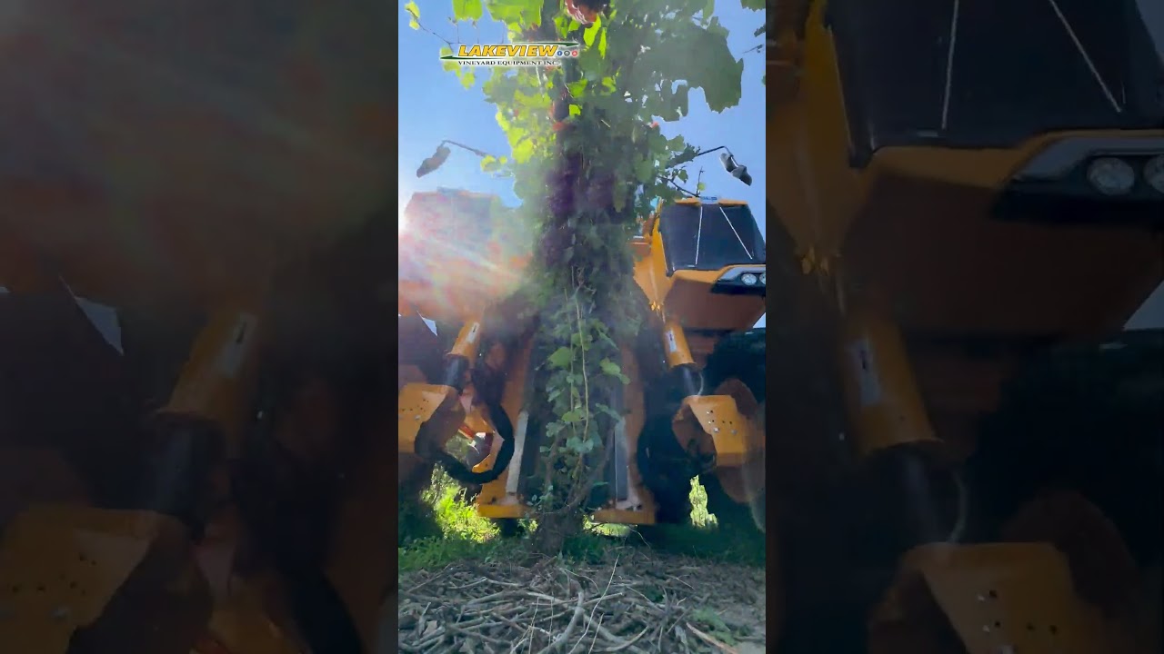 Grapes Getting Picked By A Grape Harvester - Gregoire GL8.6 Picking Pinot Gris Grapes 