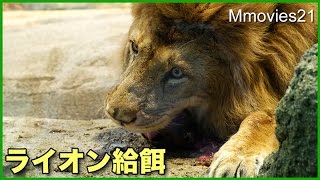 ライオンの給餌　腹ぺこ リッキー肉をぺろりと平らげる