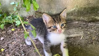 Beautiful kittens living on the street. I gave them food.