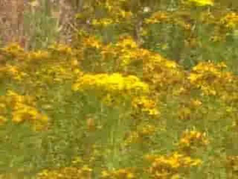 Ragwort (Senecio jacobaea), the Horse Killer