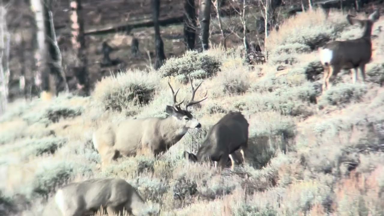 BEST OF MULE DEER 2025 