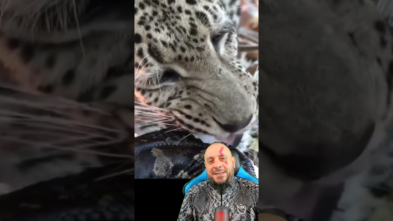 Leopardo devora píton ovada