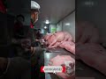 Butcher S Knife Work Is Next Level ProCuts Butchery Meat Meatindustry 