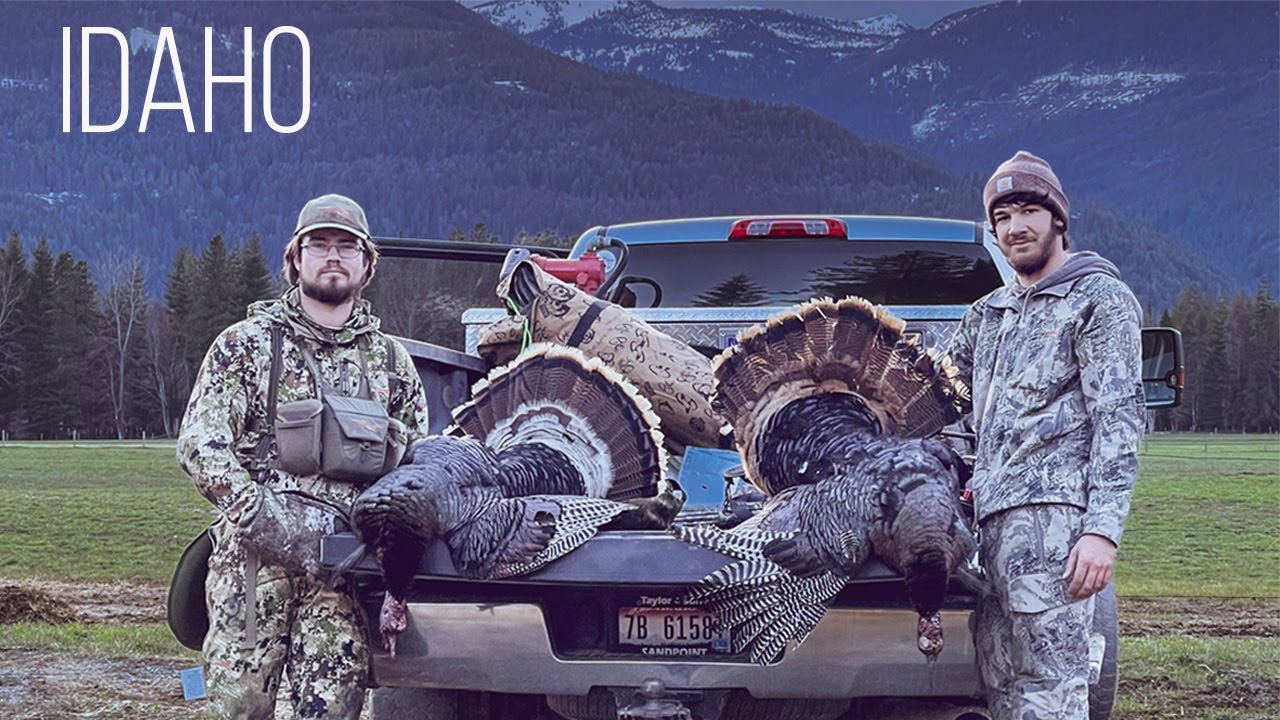 Idaho Turkey Hunt for Merriam's Turkeys YouTube