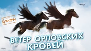 #8 ВЕТЕР ОРЛОВСКИХ КРОВЕЙ. Рысаки. Уникальная порода. Конезавод. 2 кадра. Перезагрузка.