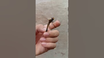 Slow motion , chuồn chuồn