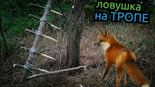 Безотказная Ловушка На Тропе