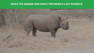 Noko the Ranger and Noko the Rhino’s Last Rewilding Goodbye