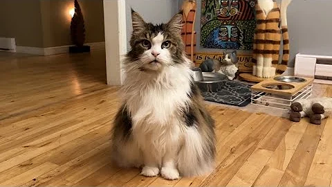 Video 11028991: mainecoon, cute cat family, catio