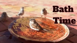 Cat TV ~ Episode 15  Cute Sparrow Birds Bathing in my Backyard ~ South Africa