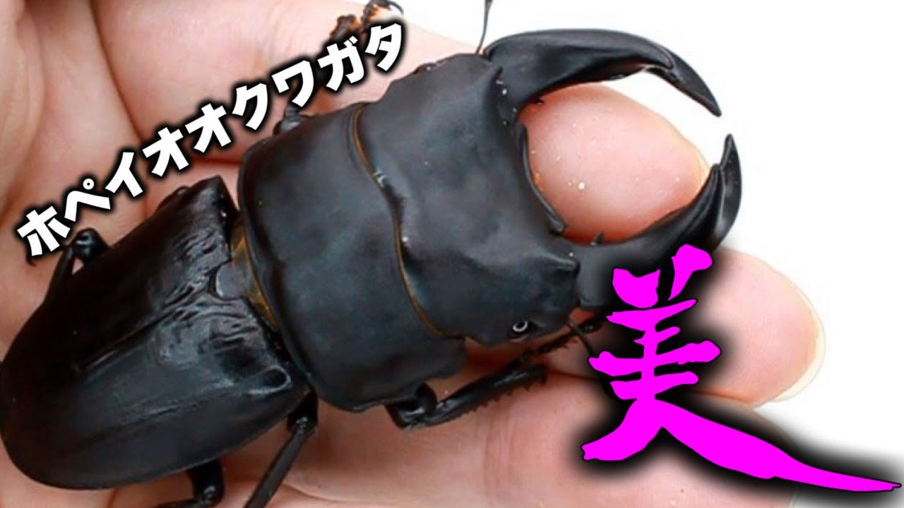 美しく、そして厳ついオオクワガタ【クワガタ】