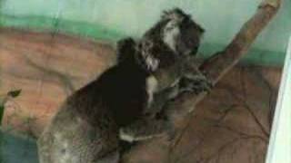an angry Koala
