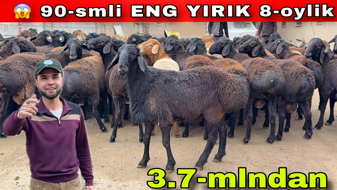 🔥 BOZOR TITRADI! 90 SM QO‘CHQORLAR 3.7 MLN 🚀