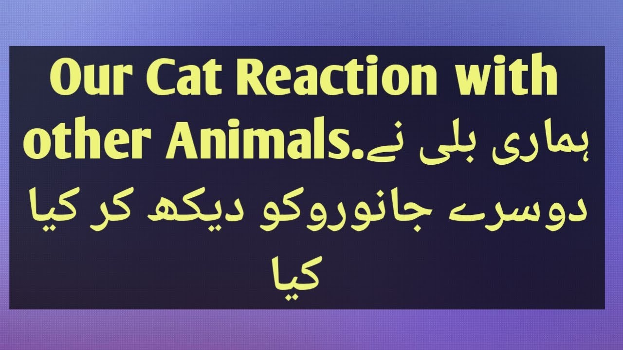 My Cat Reaction with other Animals YouTube