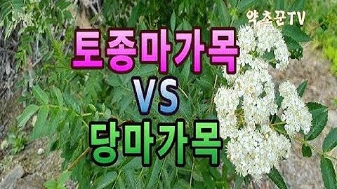 우리나라에 자생하는 2가지 마가목 구별하기와 마가목의 놀라운 효능 알아보기.