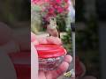 Cute Hummingbirds Drinking Water 🤗