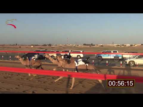 سباق الفطامين صعوب الطي 14 1 2023 ش5 شواهين لـ حمد خليفه سالم بالصقعه الغفلي 1 42 