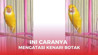 CARA MENGOBATI KENARI LEHER BOTAK,GAK RIBET SIMPEL DAN TERBUKTI MANJUR