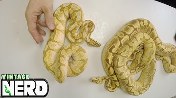 Ball Python Madness video #2 - 2017