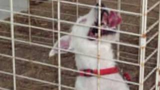 Justus Springs Jack Russell Terriers