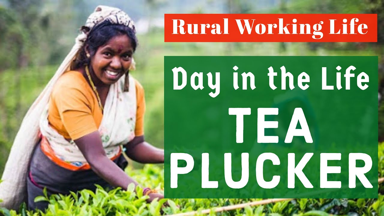 Day in the Life of a Tea Plucker in SriLanka