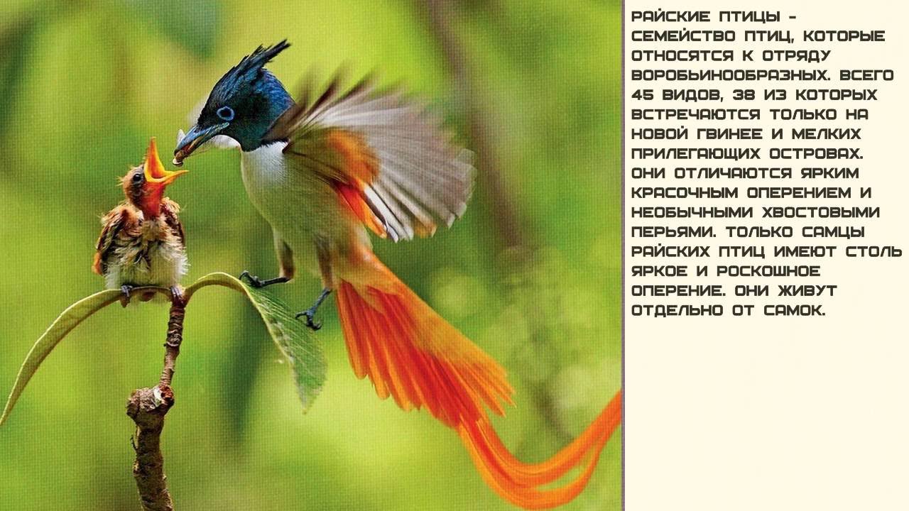 Райские Птицы Фото С Названиями
