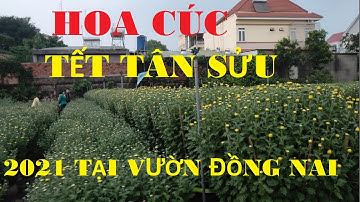 Vườn HOA CÚC Đại Đoá