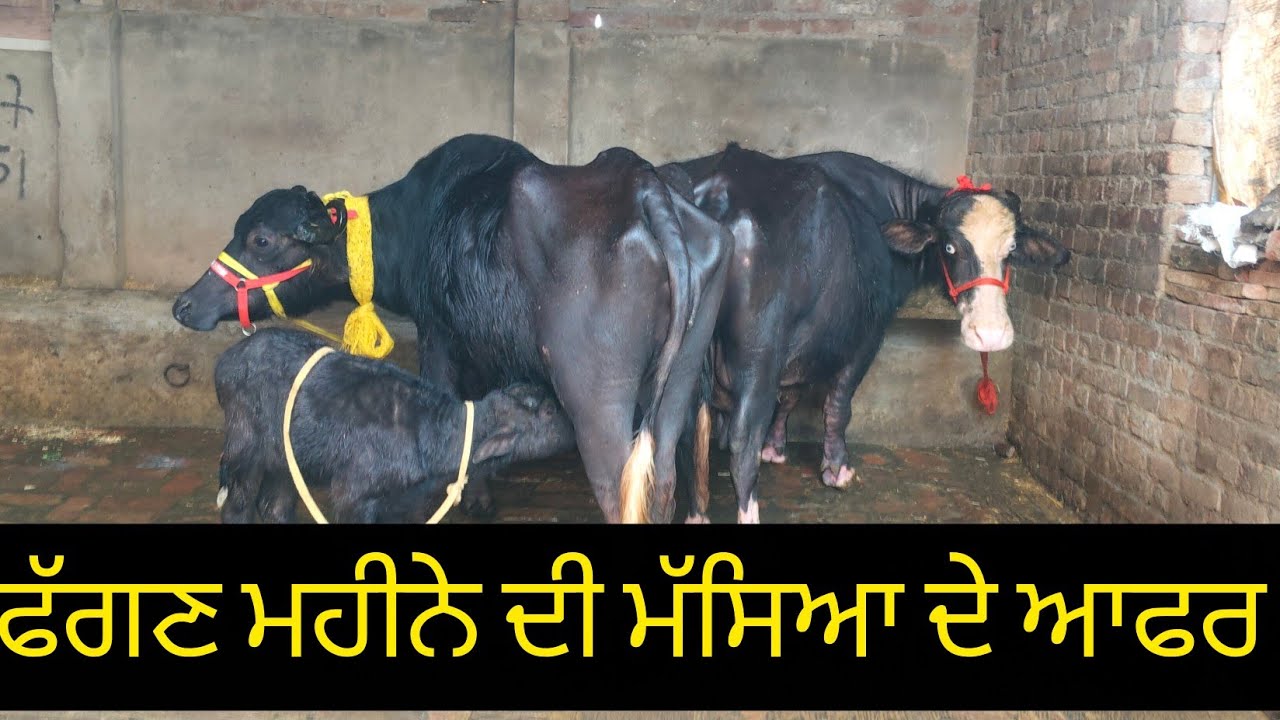 ਫ਼ੋਨ 98159-65751 ਟੇਢੇ ਕੱਟ ਵਾਲੀ ਨੀਲੀ ਰਾਵੀ ਲੈ ਆਇਆ ਸੋਨੂੰ ਵੀਰ ਬਿਲਕੁੱਲ ਮੁਫਤ ਲੁੱਟ ਲਓ ਮੇਲਾ 