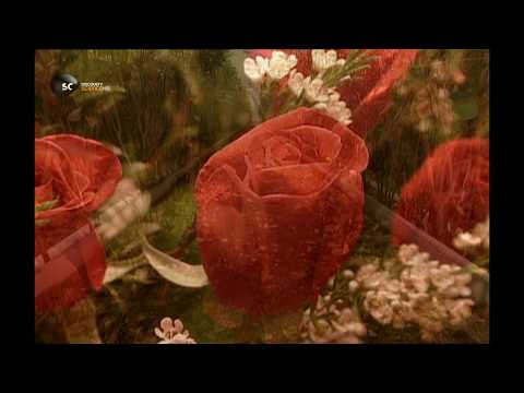 Живые цветы HD