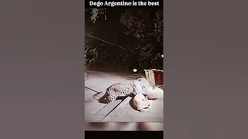 Dogo Is The Danger Dog Dogbreed Dogoargentino Viralvideo 