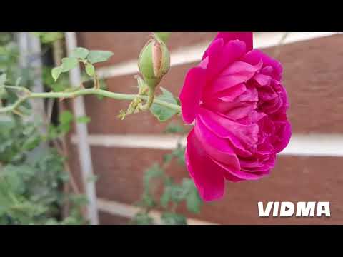 Flowers Plants Rose Chama Madaram 