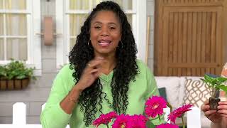 Roberta's 4-Piece Double Majestic Gerber Daisy Live Plants on QVC