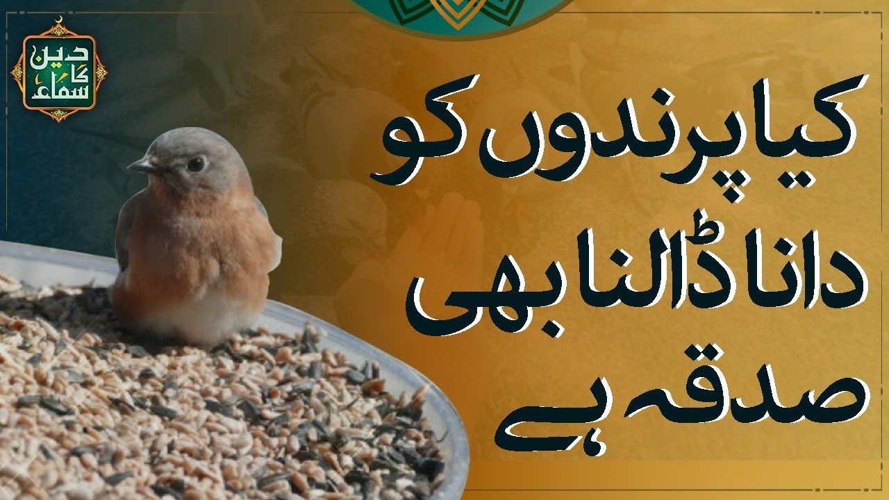 Kia Parindon Ko Dana Dalna Sadqa Hai | Deen Ka SAMAA