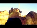 Узбекские Двухчубые ,Носочубые голуби,Россия Астрахань! Uzbek pigeons,Russia Astrachan!