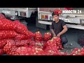 РОССИЯ УСТАЛА: Терпение лопнуло! Начались массовые ДЕПОРТАЦИИ мигрантов