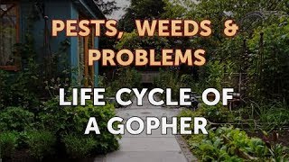 Life Cycle of a Gopher