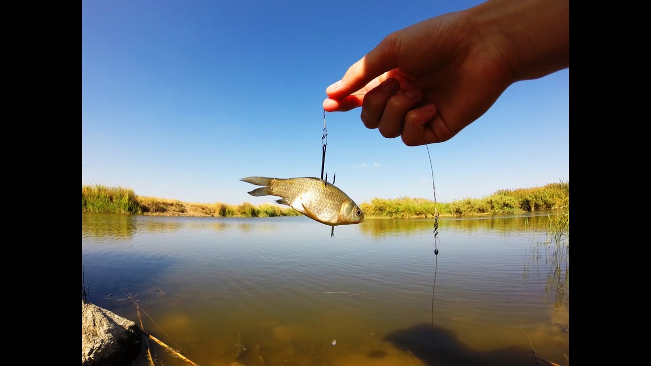 Ловить щуку на озере