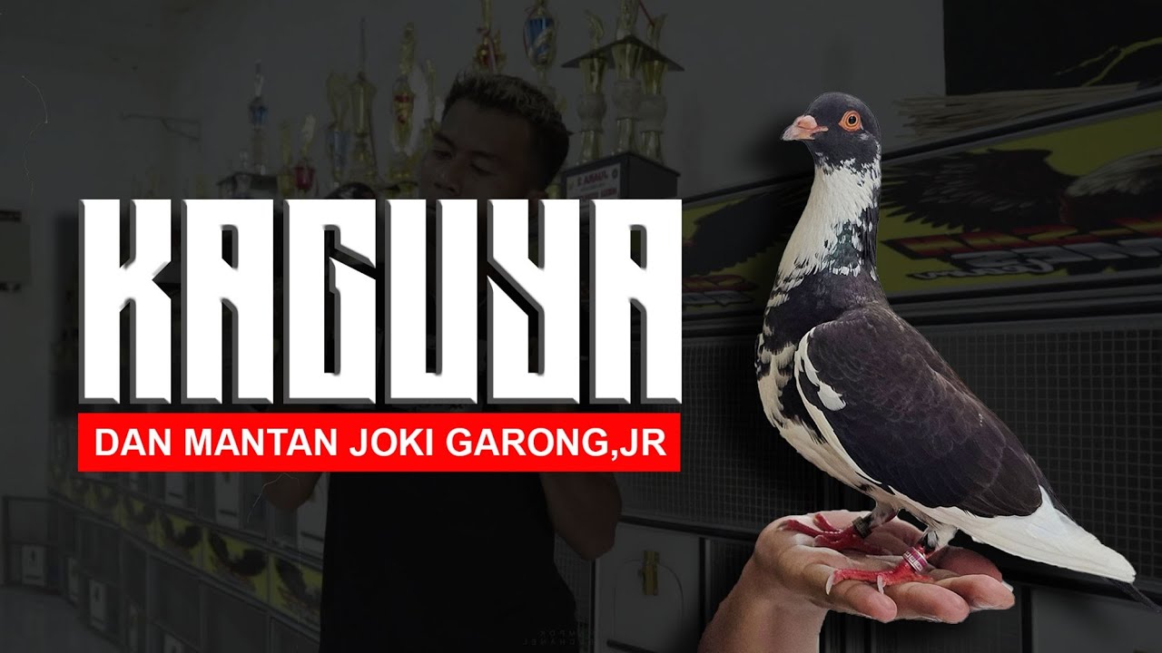 SPILL MERPATI KAGUYA SETIA FAMILY DAN MANTAN JOKI GARONG.JR