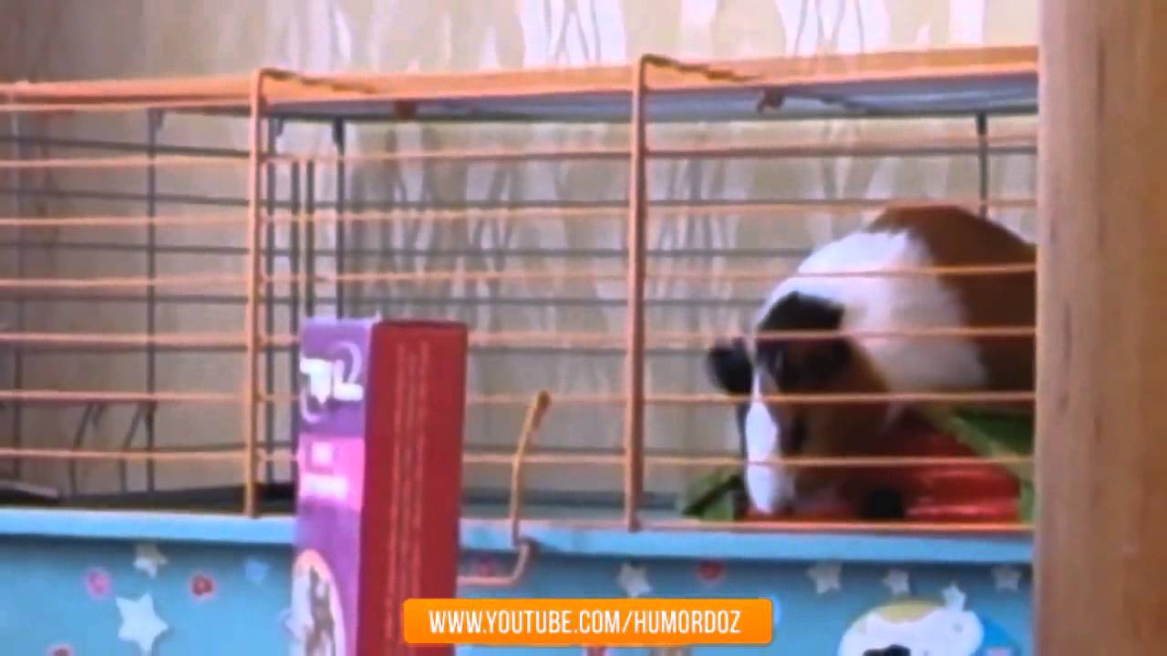 Ultimate and Best Win Fail Compilation of november 2013