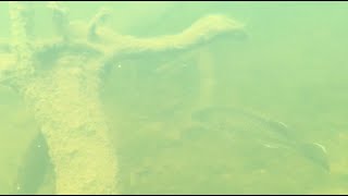 Eastern Freshwater Cod in the Nymboida River