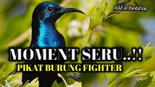 PIKAT BLACK SUNBIRD TARUNG
