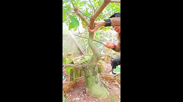 20 Tháng Nuôi Cây Lộc Vừng Than Cột Điện