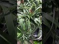 Baby pineapples ?! 🍍