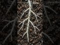 Root Growth Timeline 🌱 | Nature's Hidden Science #SeedGermination #PlantScience #TimeLapse #Nature