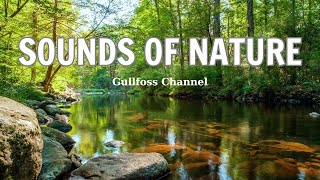 NATURAL SOUNDS: Soothing Relaxation l Fall into Deep Sleep l Help You Regain Focus
